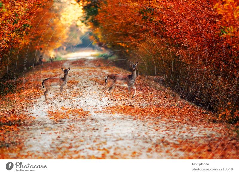 Damhirsch tut auf Landstraße im Herbst schön Jagd Frau Erwachsene Natur Landschaft Tier Baum Park Wald Straße Wege & Pfade Pelzmantel verblüht natürlich