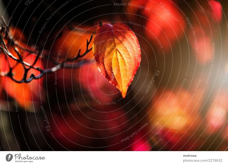 Herbstleuchten III elegant Stil Ausflug wandern Umwelt Natur Schönes Wetter Pflanze Sträucher Blatt Wildpflanze Pflanzenteile Zweige u. Äste Wald Farbe