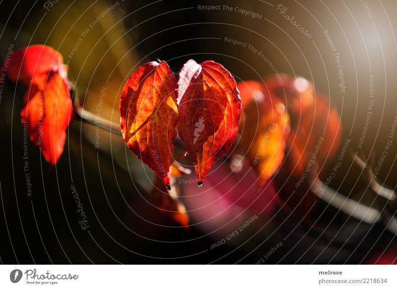 Herbstleuchten II elegant Stil Natur Sonnenlicht Schönes Wetter Pflanze Sträucher Blatt Wildpflanze Zweige u. Äste Blätter Wald Farbe knallig Unschärfe