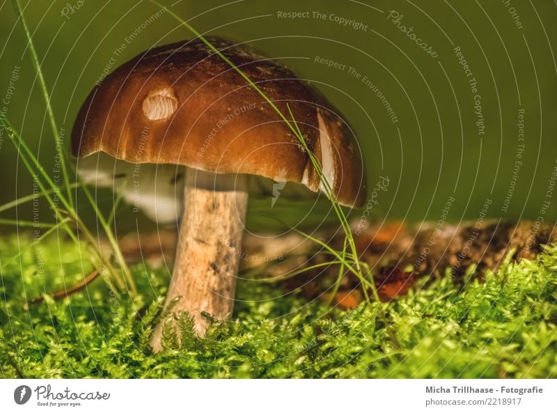 Pilz im Moos Natur Pflanze Sonne Sonnenlicht Schönes Wetter Gras Blatt Wildpflanze Pilzhut Wald leuchten Wachstum klein nah natürlich braun gelb grün orange