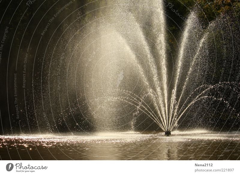 Erfrischung Wasser Wassertropfen ästhetisch kalt nass schön Wasserfontäne Teich spritzen spritzig Farbfoto Außenaufnahme Menschenleer Textfreiraum links Tag