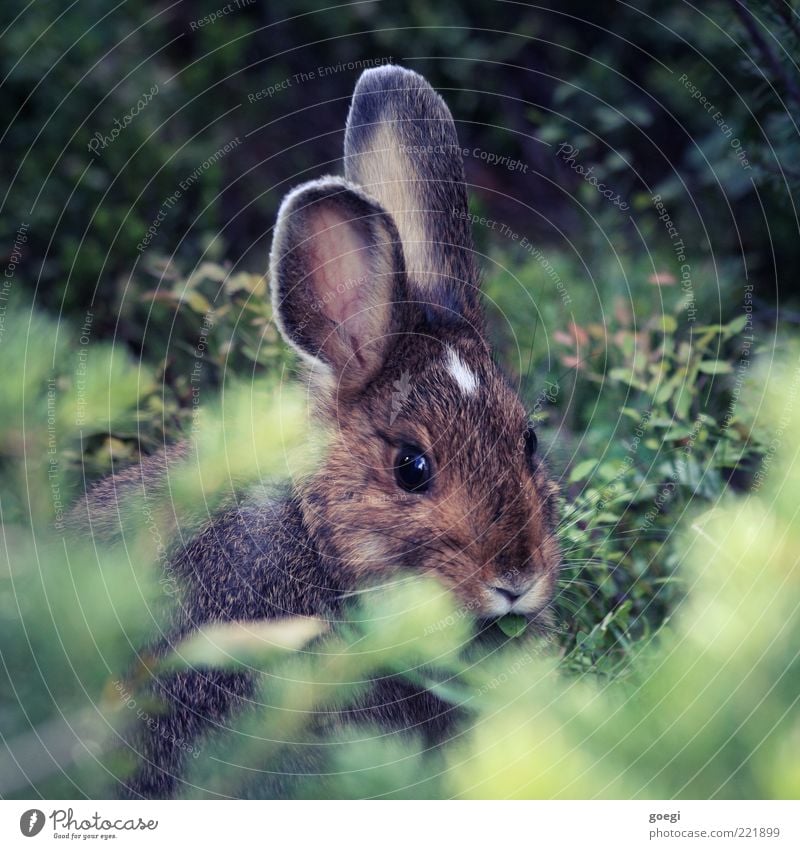 what's up doc? II Umwelt Natur Pflanze Tier Sträucher Wildtier Tiergesicht Fell Hase & Kaninchen 1 Fressen kuschlig wild weich braun grau grün weiß drollig