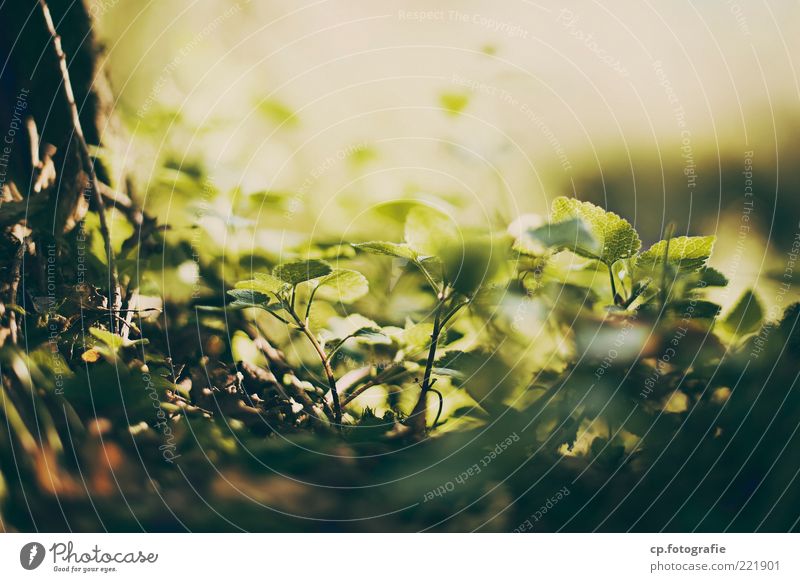 Die Kuhle Natur Pflanze Sonnenlicht Frühling Sommer Schönes Wetter Blatt Grünpflanze Zufriedenheit Leben Tag Abend Schatten Kontrast Sonnenstrahlen