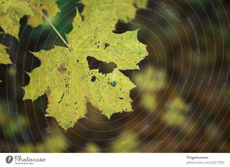 photocase_herbstbild.jpg Umwelt Natur Herbst Klima Klimawandel Pflanze Blatt alt hässlich Herbstlaub herbstlich Herbstfärbung Herbstbeginn Herbstwetter Farbfoto