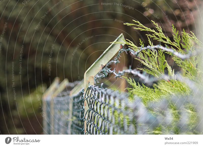 ausgegrenzt Natur Blatt Grünpflanze Garten Metall Linie Knoten bedrohlich eckig hässlich stachelig braun mehrfarbig grau grün silber Sicherheit Schutz Trennung