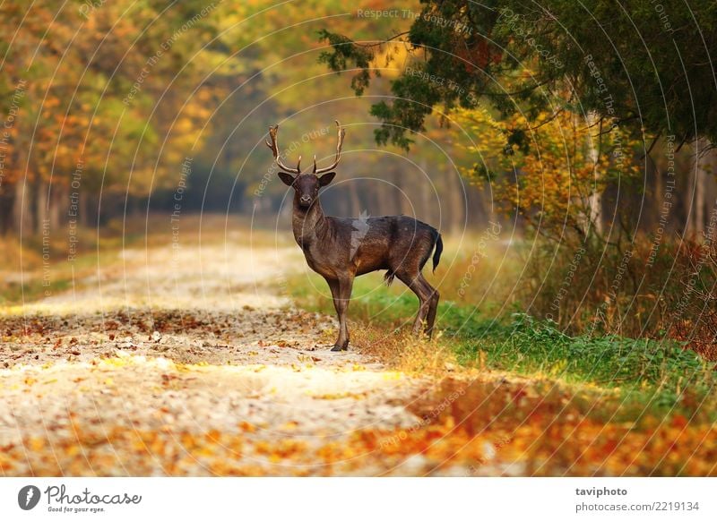 majestätischer Damhirschhirsch auf Waldweg schön Jagd Mann Erwachsene Natur Landschaft Tier Herbst Blatt Park Straße Wege & Pfade dunkel natürlich wild braun