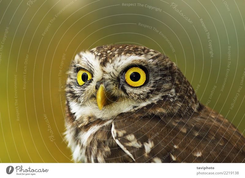 Porträt der niedlichen Steinkauz mit Bokeh schön Gesicht Natur Tier Vogel klein lustig natürlich wild braun gelb grün Farbe Waldohreule athen Noctua Tierwelt