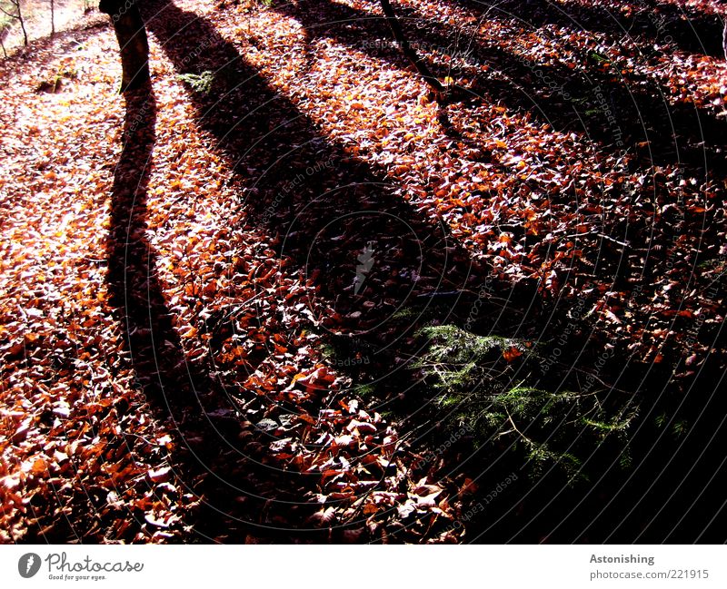 Schatten Umwelt Natur Landschaft Pflanze Herbst Schönes Wetter Baum Wildpflanze Wald Hügel lang braun schwarz Holz Ast Blatt Linie Zweig Laubbaum Herbstlaub