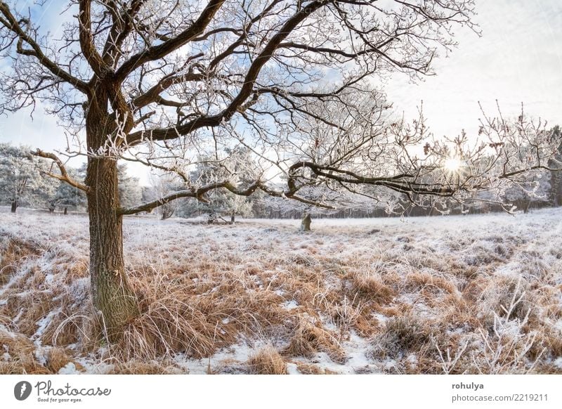 Sonnenlicht durch Eichenäste am Wintertag Schnee Natur Landschaft Himmel Sonnenaufgang Sonnenuntergang Schönes Wetter Eis Frost Baum Wiese Wald hell weiß Ast