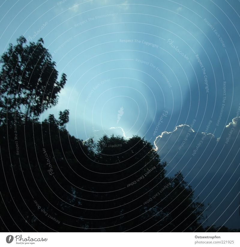 africa shine! Natur Landschaft Pflanze Luft Himmel Wolken Horizont Sonnenlicht Wetter Schönes Wetter Baum Sträucher Menschenleer Gefühle Hoffnung Idylle Zukunft