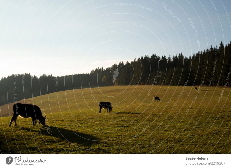 Kuh-Ensemble im Spätsommerlicht Essen elegant Wellness harmonisch Wohlgefühl Landwirtschaft Forstwirtschaft Natur Landschaft Pflanze Tier Wolkenloser Himmel