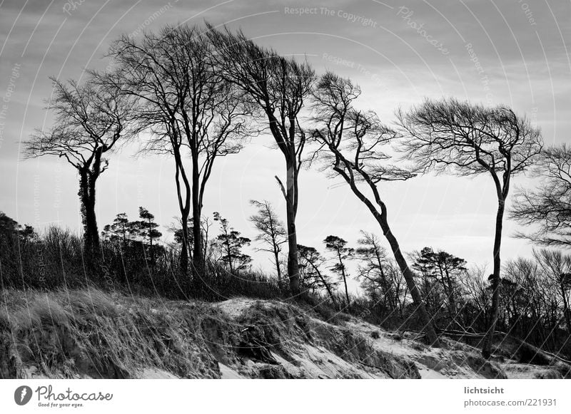 windgewachsen Umwelt Natur Landschaft Pflanze Urelemente Sand Luft Klima Klimawandel Wetter Wind Baum Küste Stranddüne ruhig Geäst Prerow alt eigenwillig