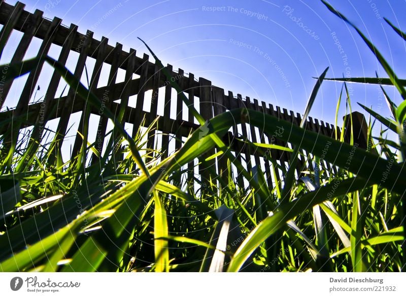 Verschlossen Natur Pflanze Wolkenloser Himmel Sommer Schönes Wetter Gras Garten Wiese blau grün schwarz Tor Pferch Holzzaun Zaun geschlossen Boden Halm