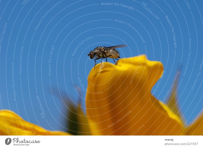 Fliege flieg! Natur Himmel Wolkenloser Himmel Sommer Schönes Wetter Pflanze Tier Wildtier 1 authentisch klein natürlich niedlich blau mehrfarbig gelb Erholung