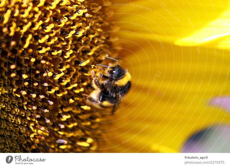 Fleissige Hummel Natur Pflanze Tier Sommer Blume Blüte Sonnenblume Nutztier 1 Blühend Fressen außergewöhnlich klein nachhaltig natürlich braun gelb schwarz Mut