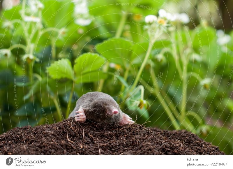 Maulwurf im Garten Gesicht Haus Natur Tier Erde Gras Pelzmantel klein natürlich niedlich wild weich braun grün schwarz gefährlich Leberfleck Säugetier