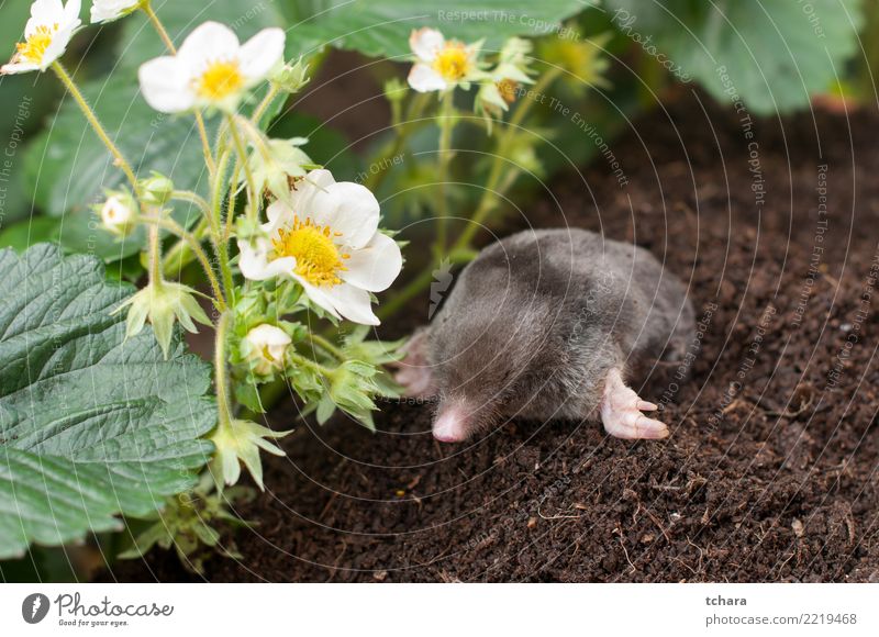 Maulwurf Gesicht Haus Garten Tier Erde Gras Pelzmantel klein natürlich niedlich wild weich braun grün schwarz gefährlich Leberfleck Säugetier Maulwurfshügel