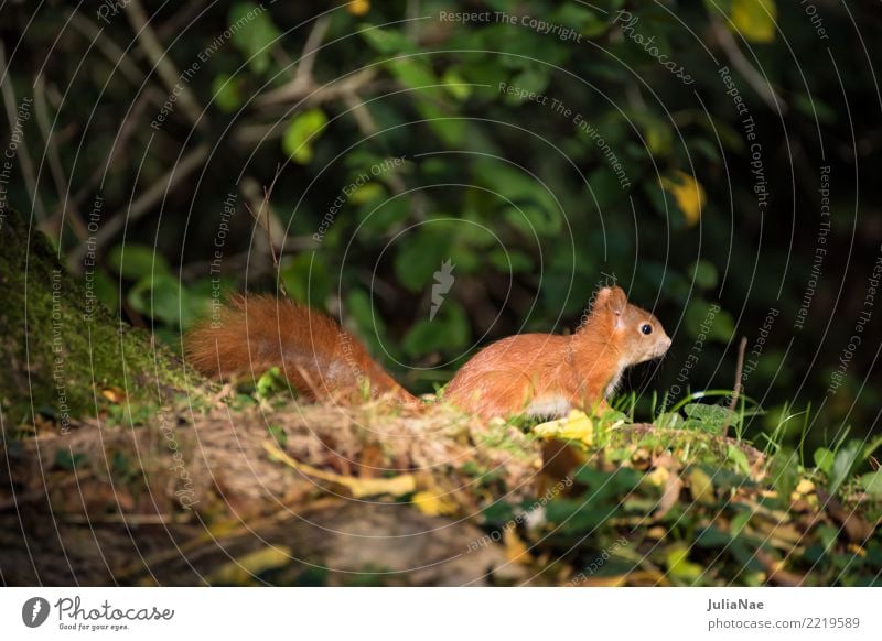 kleines Eichhörnchen im wald Wildtier wild süß niedlich Tier Schwanz Nagetiere Säugetier wildlife eichkätzchen eichkater braun Fell Herbst Wald schön Natur