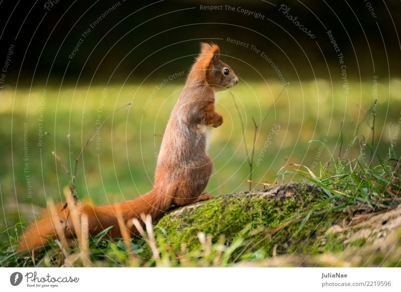 kleines Eichhörnchen auf der Wiese Wildtier wild süß niedlich Tier Schwanz Nagetiere Säugetier wildlife eichkätzchen eichkater braun Fell Herbst Wald schön