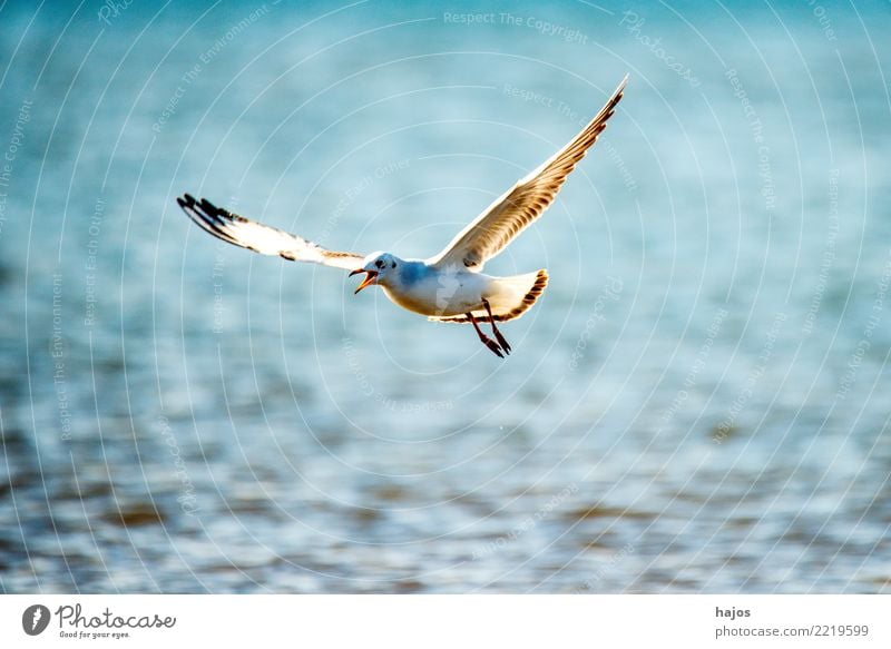 Lachmöwe beim Flug über die polmische Ostseeküste Tier Wildtier Vogel 1 fliegen maritim blau Möwe Himmel einzeln Osstee Widltier Polen Farbfoto Außenaufnahme