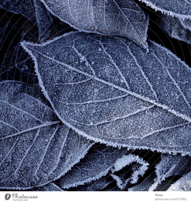 frosted II Natur Herbst Winter Eis Frost Blatt kalt Herbstlaub gefroren Raureif Blattadern Wintertag Farbfoto Gedeckte Farben Außenaufnahme Nahaufnahme Muster