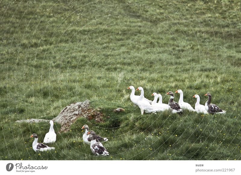 Gans oder gar nicht Umwelt Natur Tier Wiese Wildtier Vogel Tiergruppe frei klein Neugier wild grün Landleben Wildgans Farbfoto Gedeckte Farben Außenaufnahme