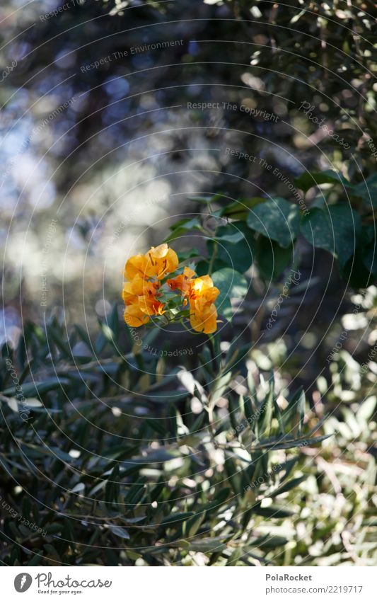 #A# Garden Kunst Kunstwerk ästhetisch Blüte grün Wachstum Blume Natur Blühend Blühende Landschaften Farbfoto mehrfarbig Außenaufnahme Nahaufnahme Detailaufnahme