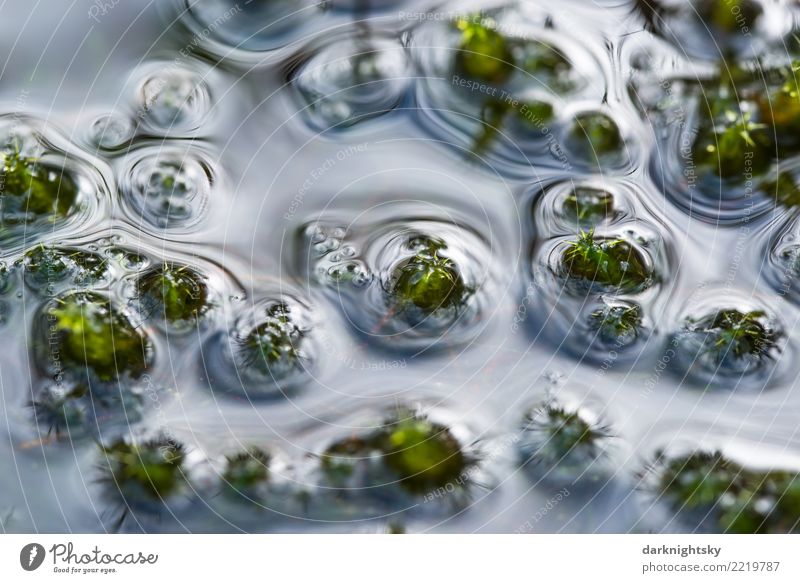 Sumpf aus Wasser und Moos Wellness Leben harmonisch Wohlgefühl Sinnesorgane ruhig Meditation Sommer Umwelt Natur Pflanze Wassertropfen Sonnenlicht Regen