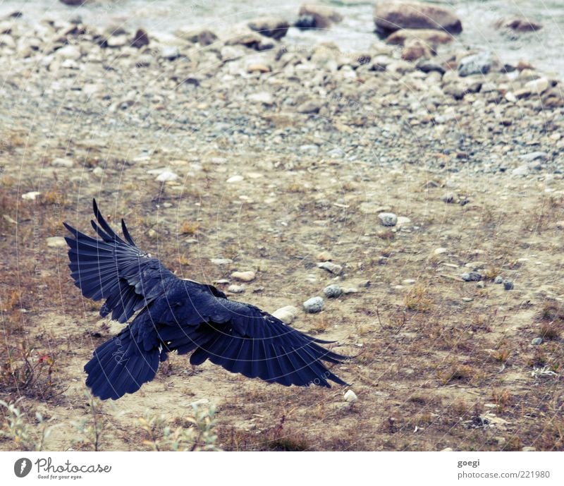 touch down Natur Tier Erde Wasser Wildtier Rabenvögel Kolkrabe Krähe 1 fliegen blau braun grau schwarz Kraft Boden Flügel Feder Weisheit klug Farbfoto