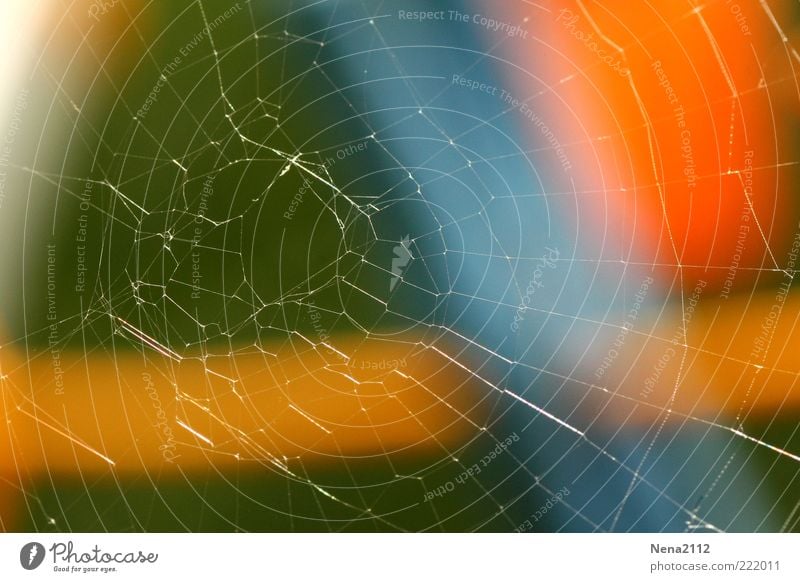 Renovierungsdürftig Natur kaputt blau mehrfarbig grün Spinnennetz Spinngewebe gewebt Zerstörung Unbewohnt Farbfoto Außenaufnahme Nahaufnahme Detailaufnahme