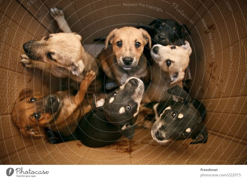 dogs in the box Tier Haustier Hund Tiergruppe Tierjunges Tierfamilie Blick frech Zusammensein kuschlig Neugier niedlich positiv klug Lebensfreude selbstbewußt