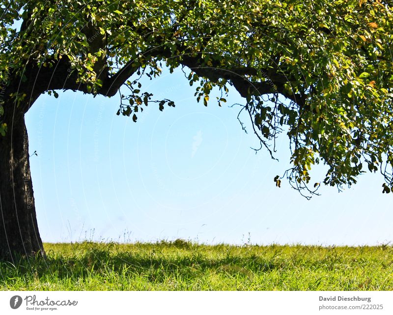 Ruheplatz Natur Pflanze Wolkenloser Himmel Sommer Schönes Wetter Baum Gras Blatt Grünpflanze blau grün schwarz Rahmen Baumstamm Ast einzeln sommerlich Schatten