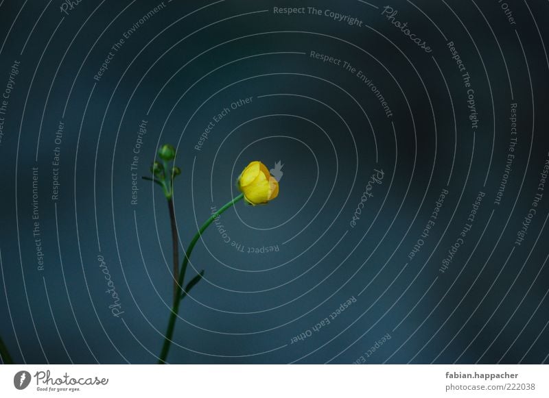 Einsam im dunkeln Natur Pflanze Frühling Sommer Blüte Grünpflanze Wildpflanze Blühend verblüht Wachstum ästhetisch Duft blau gelb grün Blume Farbfoto