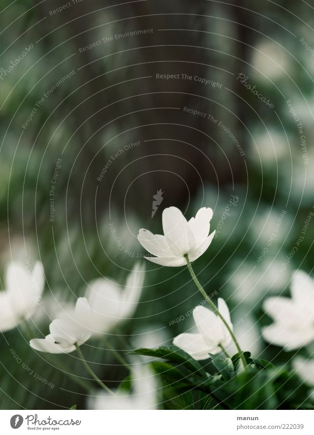 früh im Jahr Natur Frühling Pflanze Blatt Blüte Wildpflanze Frühlingsblume Frühblüher Buschwindröschen Waldblume Blühend Duft natürlich Frühlingsgefühle