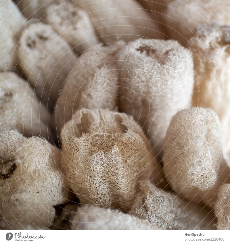 schwammig Pflanze natürlich braun Luffaschwamm Naturprodukt Schwamm Kosmetik Körperpflegeutensilien Marktstand Farbfoto Gedeckte Farben Außenaufnahme