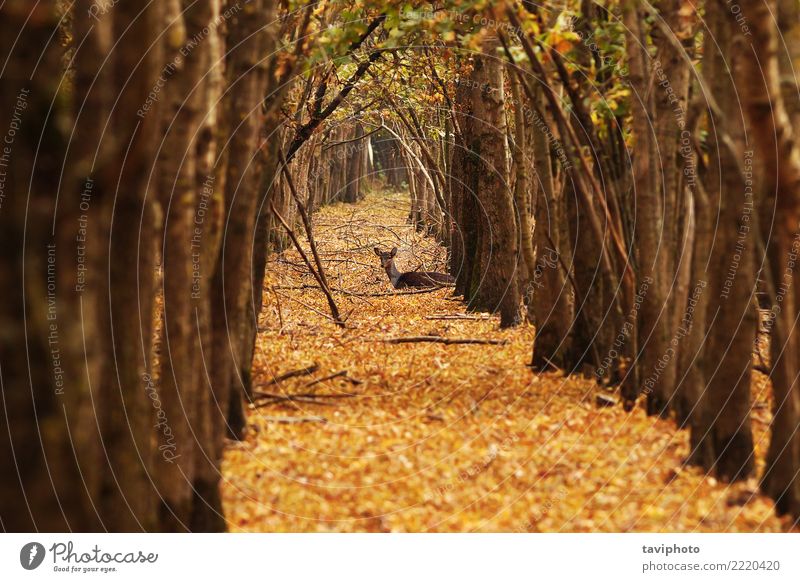 Hirsch Damhirschkuh im Herbst Wald schön Jagd Frau Erwachsene Natur Landschaft Tier Baum verblüht natürlich wild braun Einsamkeit Hirsche Brachland Säugetier