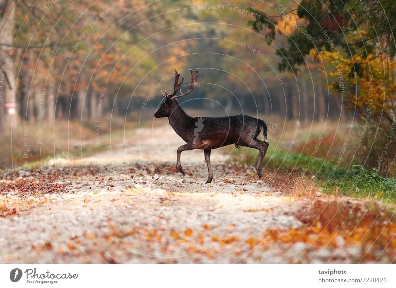 Hirsch im Wald schön Spielen Jagd Mann Erwachsene Natur Landschaft Tier Herbst Blatt Straße Pelzmantel verblüht groß natürlich wild braun gelb Brachland Hirsche