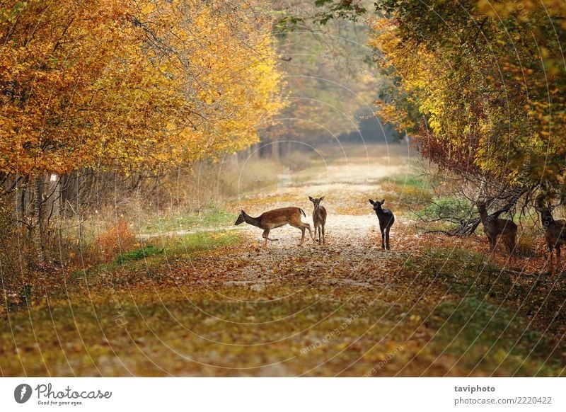 Hirsche auf der Landstraße schön Jagd Frau Erwachsene Natur Landschaft Tier Herbst Park Wald Straße Wege & Pfade Pelzmantel Herde verblüht natürlich wild braun