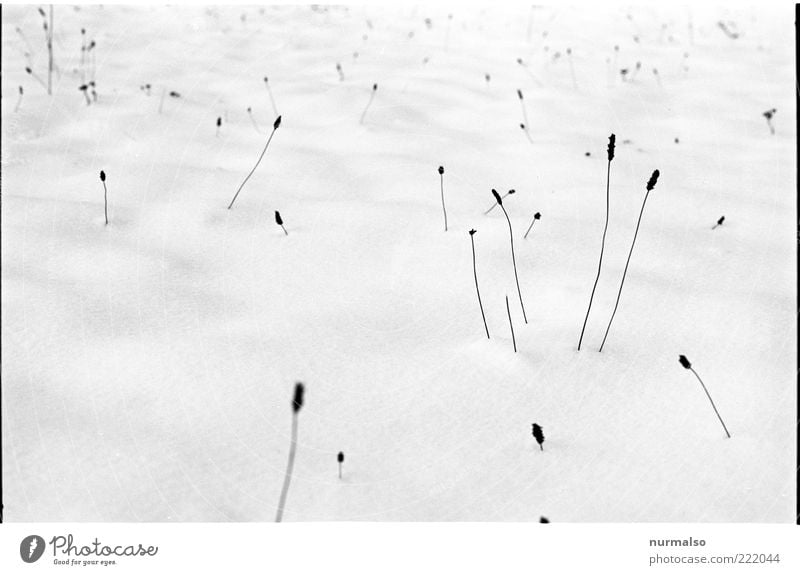 wenig ausser eiseskälte Garten Umwelt Natur Pflanze Winter Klima Eis Frost Schnee Wiese frieren dünn kalt Stimmung Schwarzweißfoto Morgen Kontrast High Key