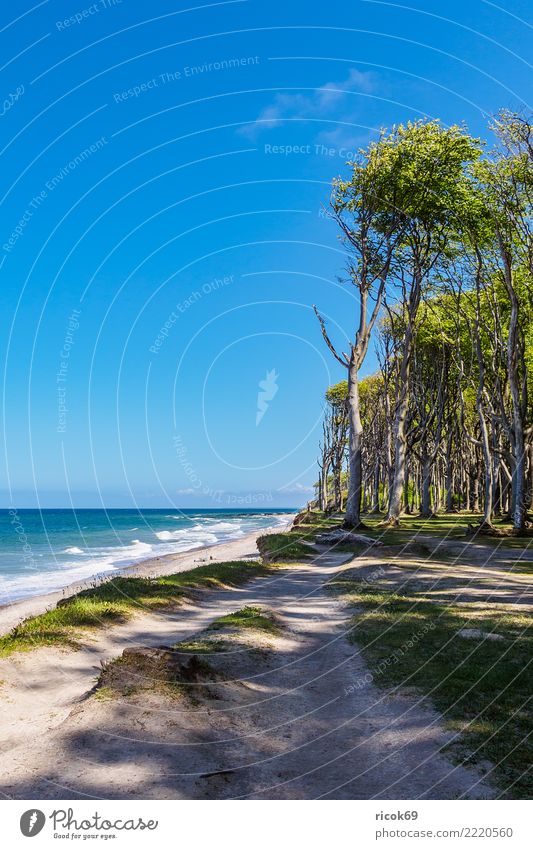 Küstenwald an der Ostseeküste bei Nienhagen Erholung Ferien & Urlaub & Reisen Tourismus Strand Meer Natur Landschaft Wasser Baum Wald Wege & Pfade blau Romantik