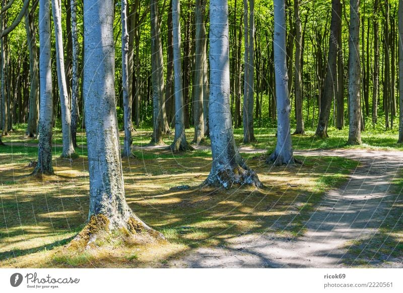 Der Gespensterwald in Nienhagen Erholung Ferien & Urlaub & Reisen Tourismus Natur Landschaft Baum Wald Wege & Pfade grün Romantik Idylle Umwelt Küstenwald