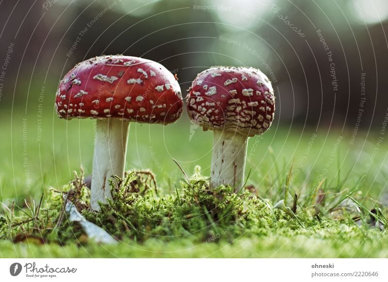 Mushrooms Umwelt Natur Herbst Wiese rot Gift Rauschmittel Fliegenpilz Pilz Farbfoto Außenaufnahme Textfreiraum rechts Textfreiraum oben Textfreiraum unten Tag