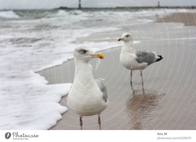 Bitte recht freundlich.. Umwelt Natur Landschaft Tier Sand Wasser Herbst Küste Strand Ostsee Wildtier Vogel Tiergesicht Möwe 2 beobachten