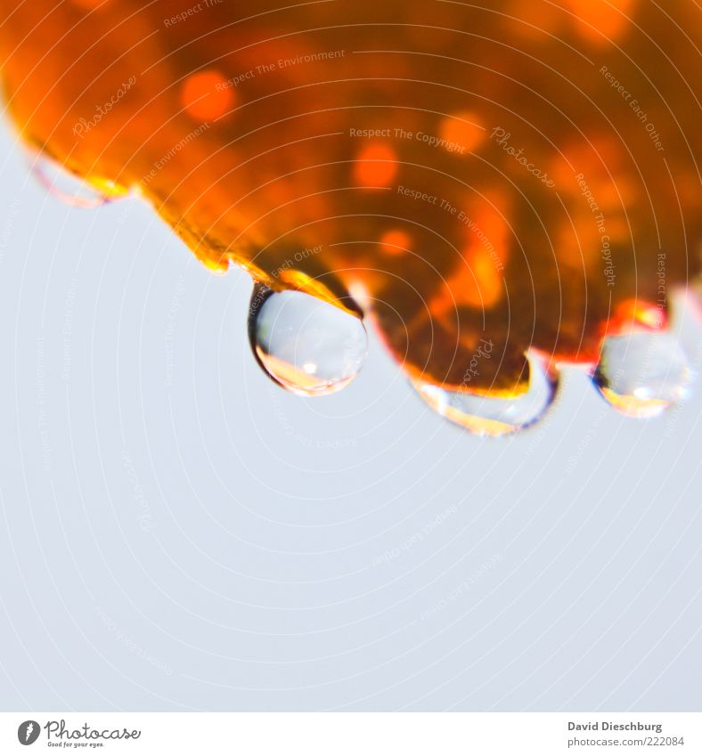 Heaven in tears Natur Pflanze Wasser Wassertropfen Blatt gold weiß orange Tropfen Tau rund natürlich hängen tropfend nass Farbfoto Außenaufnahme Nahaufnahme