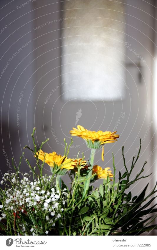 Vielen Dank für die Blumen Wohnung Dekoration & Verzierung Raum Wohnzimmer Blumenstrauß Tür Lebensfreude Farbfoto Textfreiraum oben Unschärfe