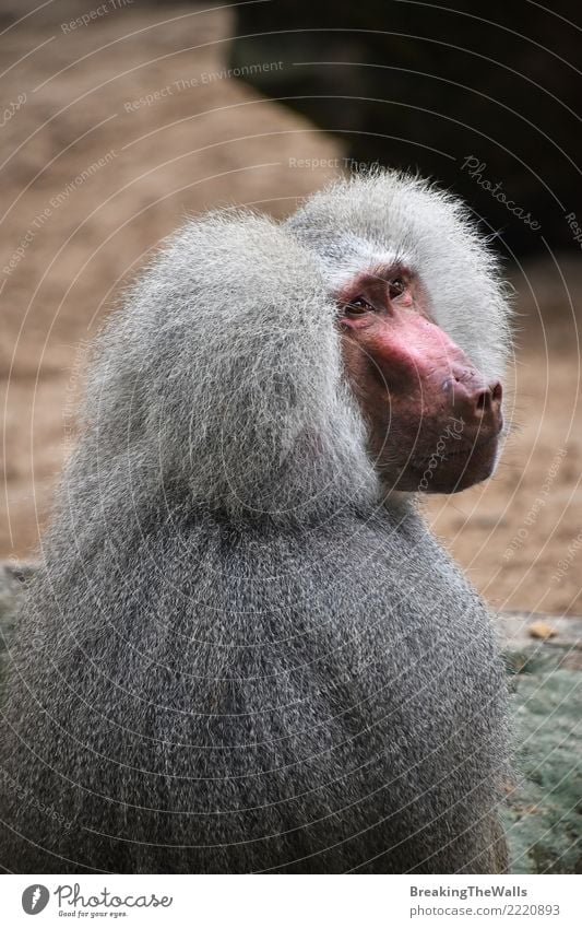 Porträt des männlichen hamadryas Pavians, der weg schaut Tier Wildtier Tiergesicht Zoo Affen Säugetier 1 Blick Afrikanisch wild gefährlich Risiko