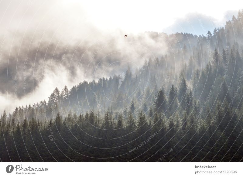 alpin 3 Natur Landschaft Pflanze Wolken Sonnenlicht Sommer Nebel Wald Alpen Berge u. Gebirge blau Gefühle Stimmung Farbfoto Gedeckte Farben Außenaufnahme Morgen