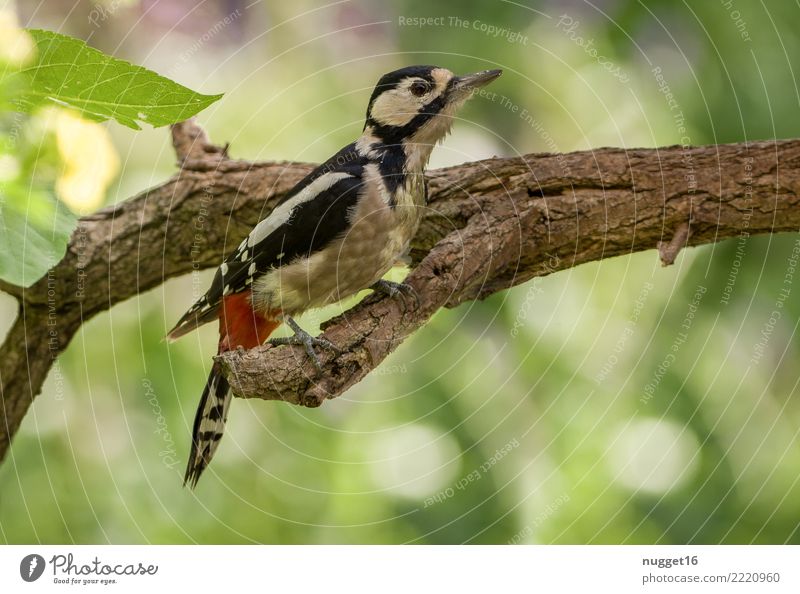 Buntspecht Umwelt Natur Pflanze Tier Sonnenlicht Frühling Sommer Herbst Schönes Wetter Baum Ast Garten Park Wiese Wald Wildtier Vogel Tiergesicht Flügel Krallen