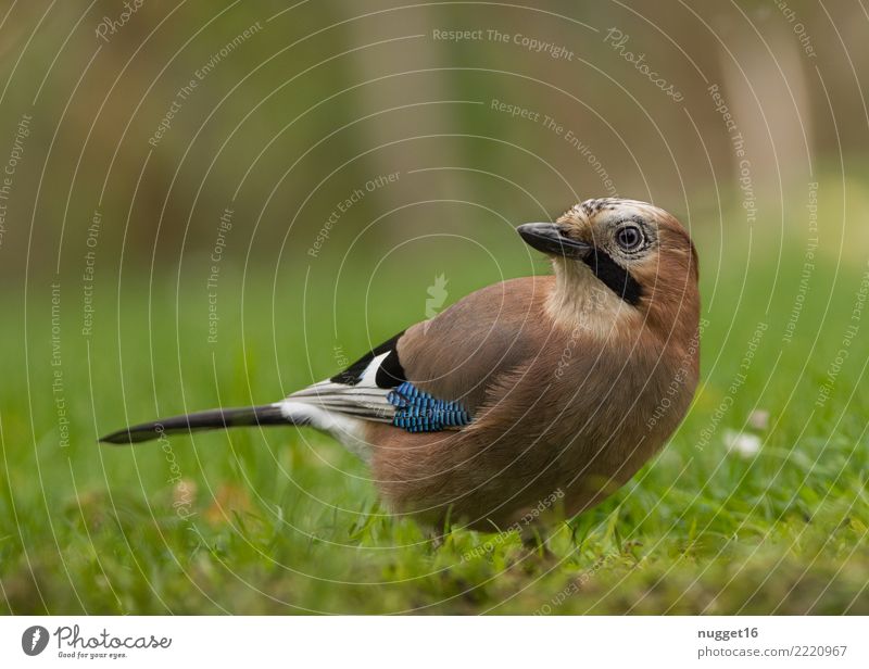 Eichelhäher Umwelt Natur Tier Frühling Sommer Herbst Schönes Wetter Pflanze Gras Garten Park Wiese Feld Wald Wildtier Vogel Tiergesicht Flügel 1 ästhetisch