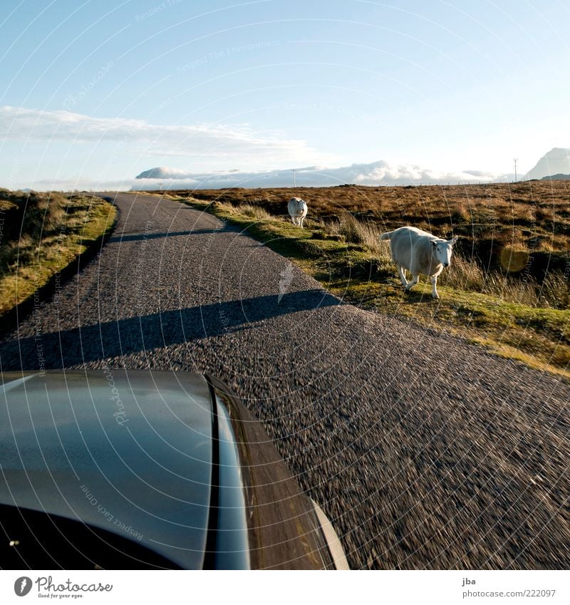 Gegenverkehr {N8} Ferien & Urlaub & Reisen Ausflug Sommer Sommerurlaub Natur Schönes Wetter Hügel Schottland Verkehr Verkehrswege Autofahren Straße PKW Tier